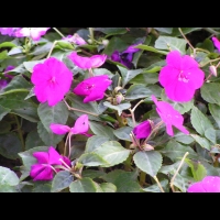 Impatiens Hybride - Stardust melange Twilight (fam. Balsaminacees)(03)